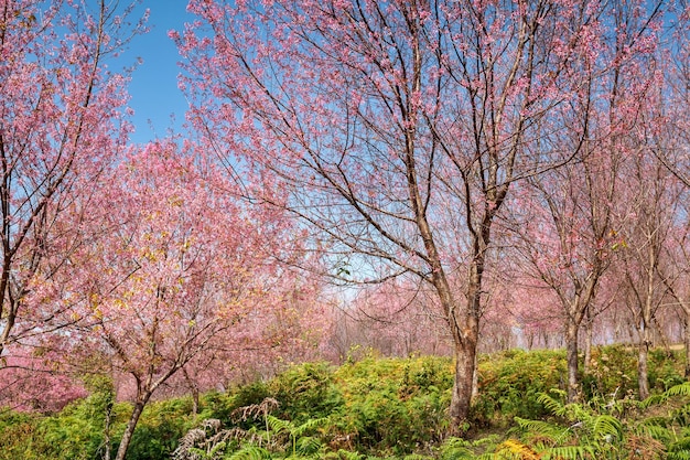 Sakura flowers blooming blossom in PhuLomLo Loei Province Thailand