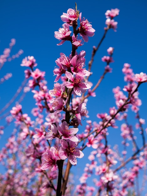 Sakura flowers blooming blossom in Thailand