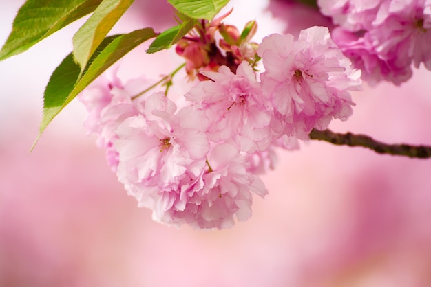 桜の花が咲く