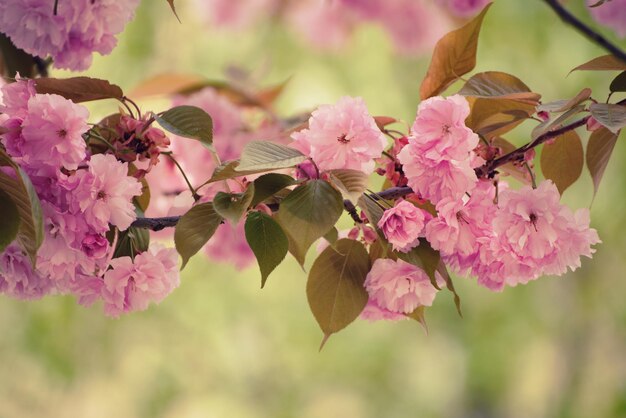 Sakura flowers blooming