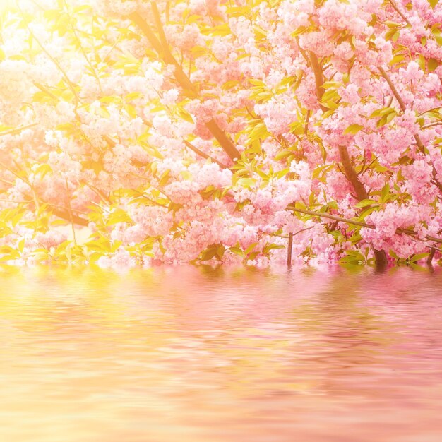 Sakura flowers blooming