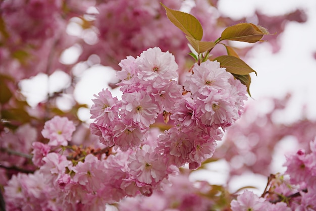 Sakura flowers blooming