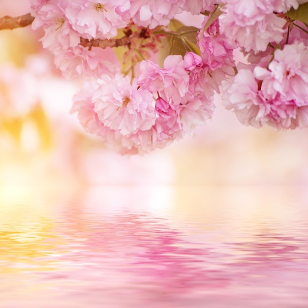 Sakura flowers blooming