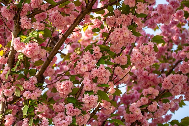 Sakura flowers blooming