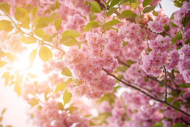 桜の花が咲く