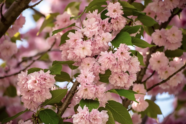 Sakura flowers blooming