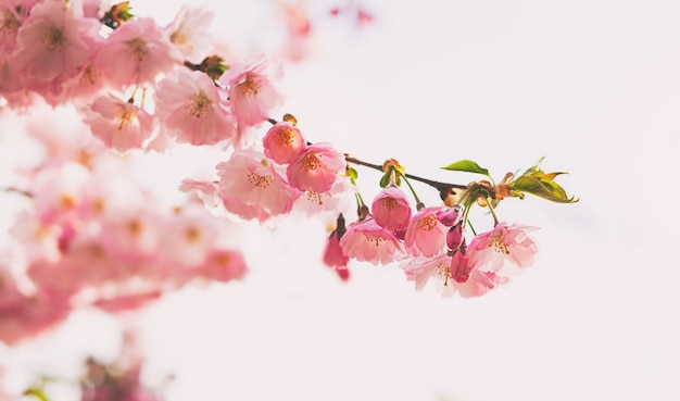 Sakura flowers over blurred background