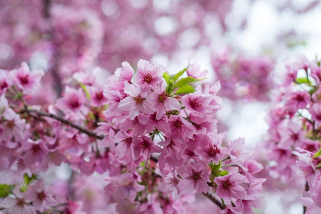 桜の花や桜の庭で