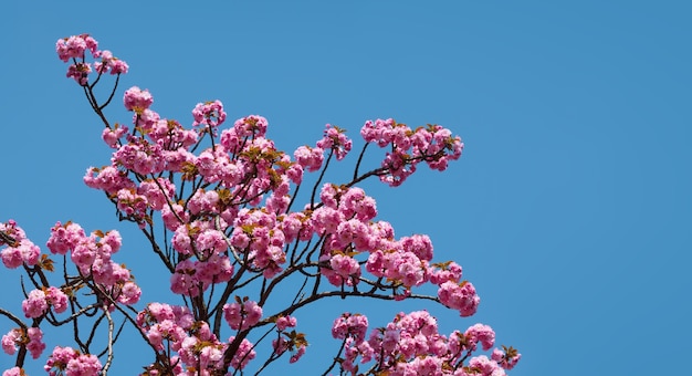 Sakura flowers. Flowering cherry tree on blue sky background.