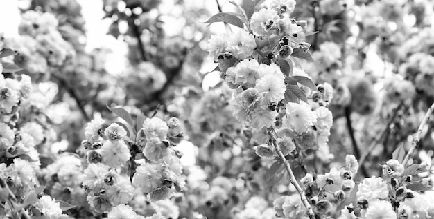 桜の花背景の桜の花をクローズアップ花の背景植物園のコンセプトやわらかい花の香りと香り春の桜さくらの優しさの枝香水コンセプト