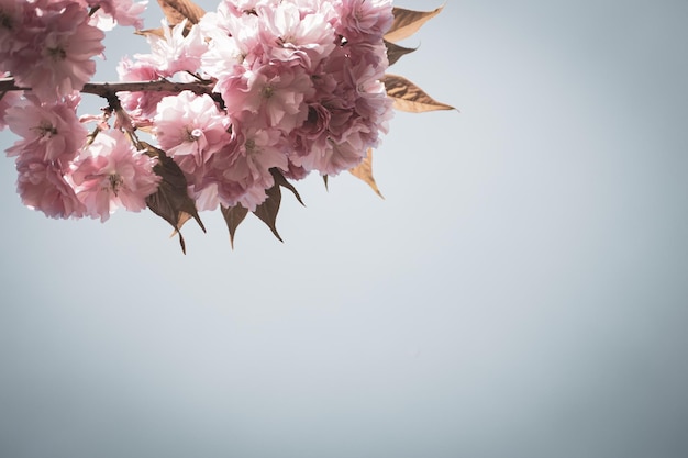 복사 공간이있는 사쿠라 꽃 피는 사쿠라를 닫습니다. 봄 자연 핑크 사쿠라 꽃