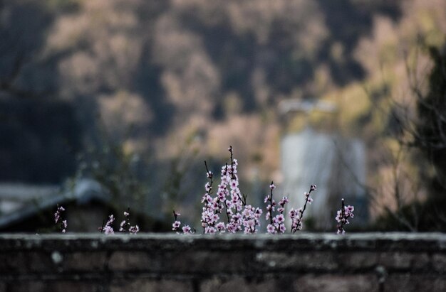 Photo sakura flowers