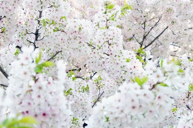 Sakura flowers