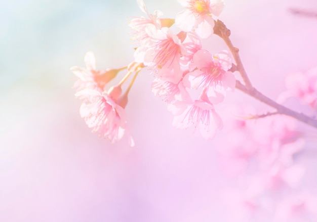 Sakura flowers