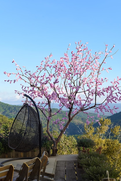 Sakura groeit in Vietnam tegen de blauwe lucht