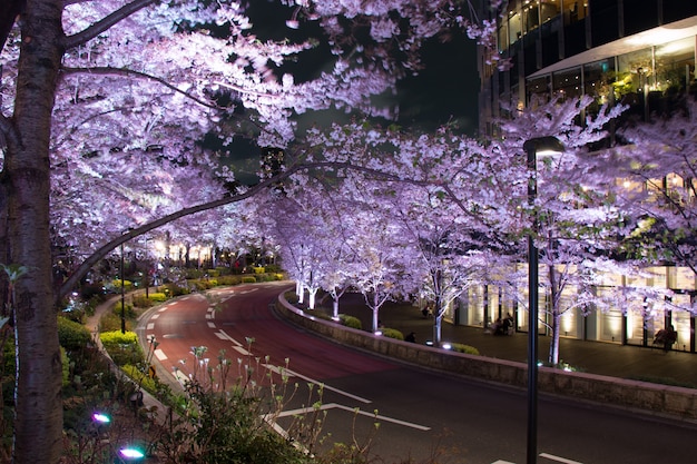 Sakura si illumina nel giardino mori delle colline di roppongi