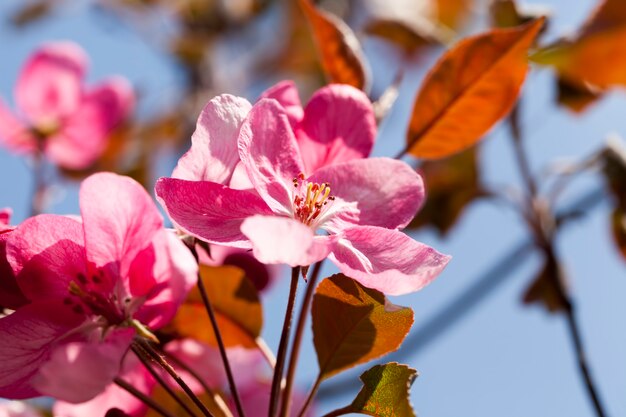 Sakura in de lente close-up, roze kersenbloesem bloemen in de lente, mooie bloemen op een fruitboom