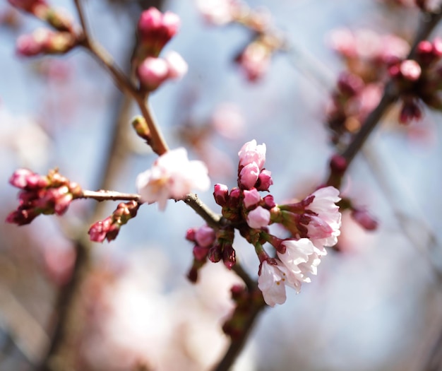 Sakura in de lentetuin roze bloemen