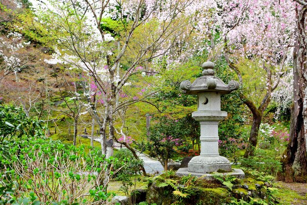 写真 庭の桜