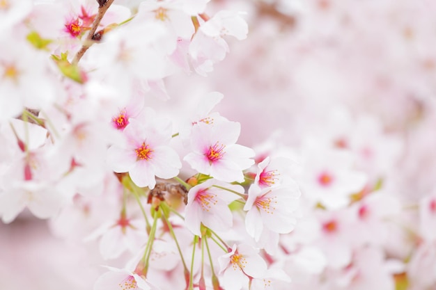 Sakura in het roze