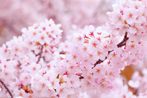 Sakura in het roze