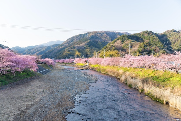 Sakura in Japanse stad