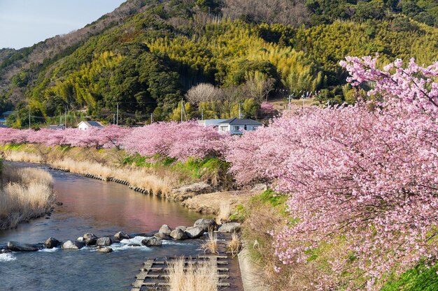 写真 かわるの桜