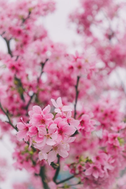 Sakura in Taiwan bloeit van februari tot maart