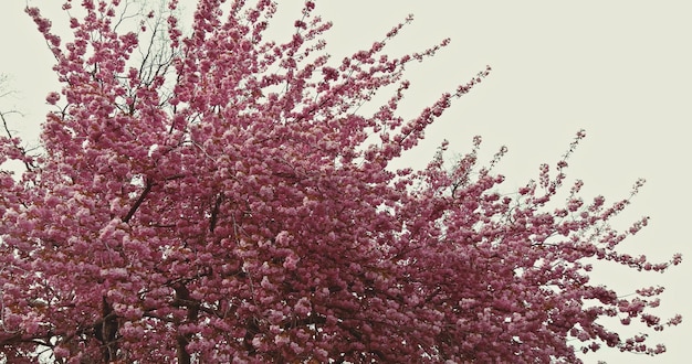 春の枝に小さなクラスターで満開の花の桜日本桜