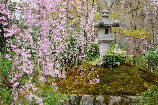 日本庭園の桜