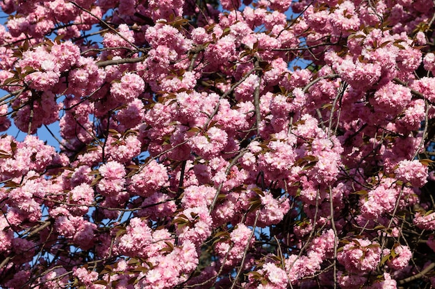 Sakura kersenbloemen