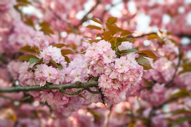 Sakura kersenbloemen