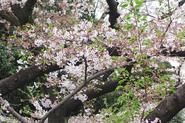 Sakura kersenbloesem bloem backgrund