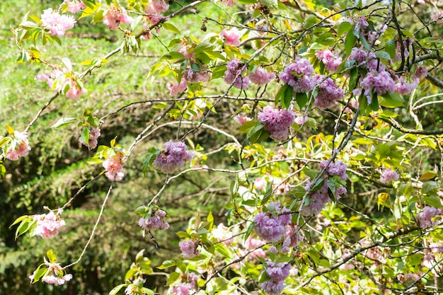 Sakura kersenbloesem in de lente mooie roze bloemen