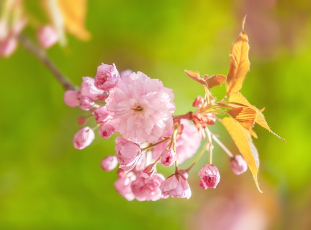 Sakura kersenbloesem