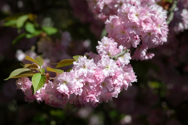 Sakura kersenbloesem