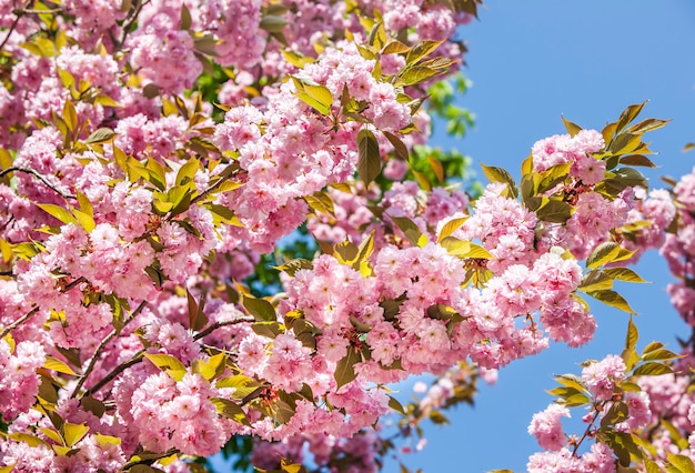 Sakura kersenbloesem