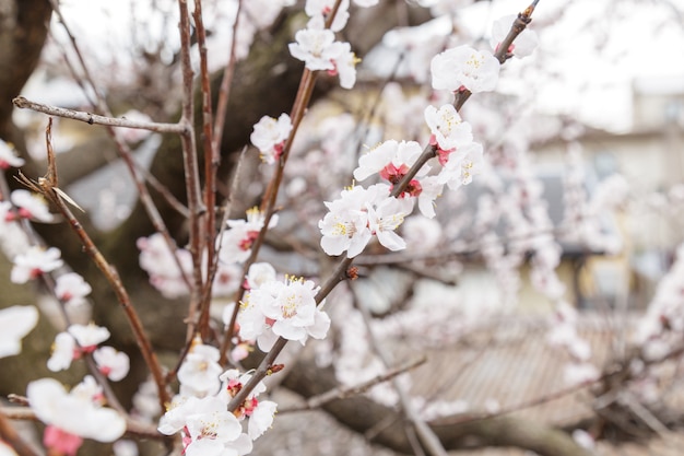 Sakura of Cherry Blossom of Japanese Cherry