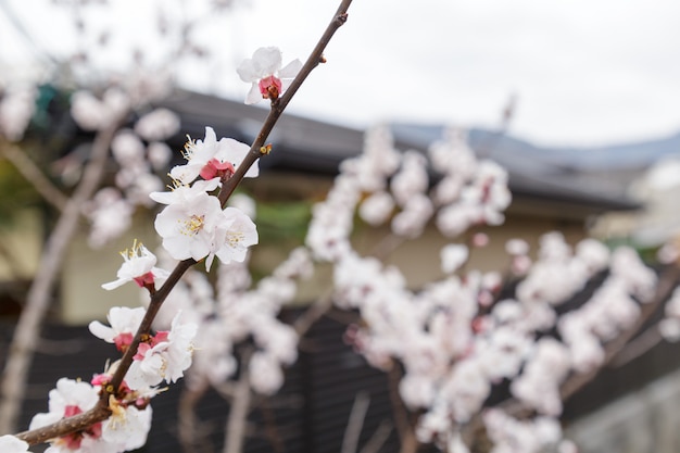 Sakura of Cherry Blossom of Japanse kers