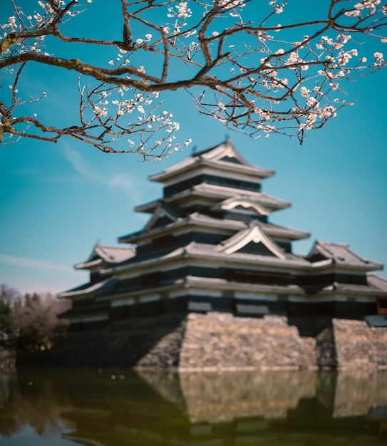 Sakura op de achtergrond van het matsumotokasteel