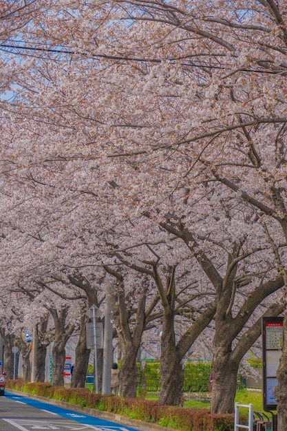 Sakura in Osawa Mitaka City