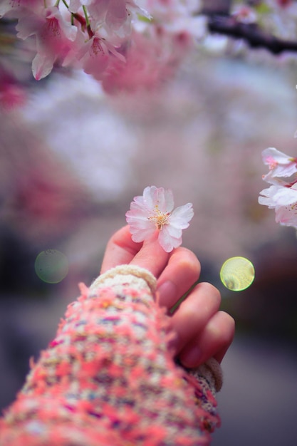 the sakura petal