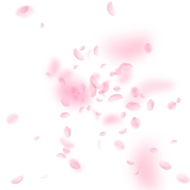 Photo sakura petals falling down romantic pink flowers explosion flying petals on white square background love romance concept extra wedding invitation