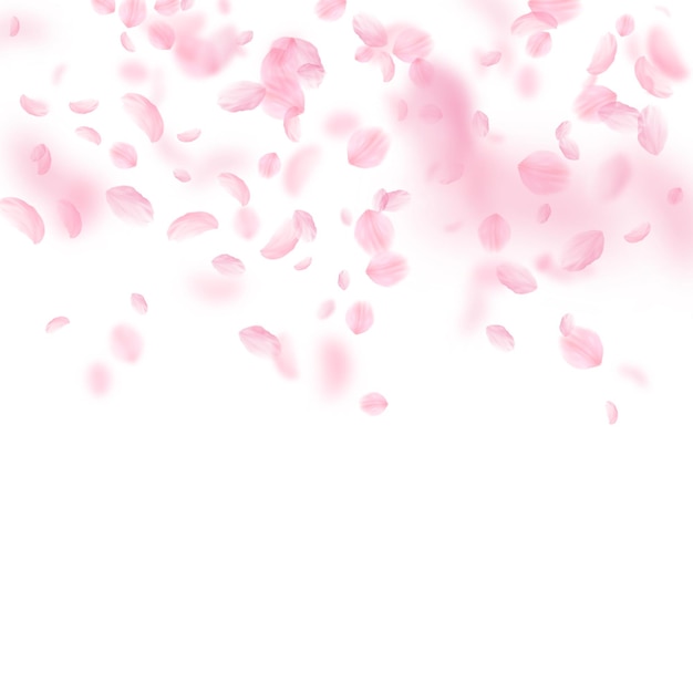 Photo sakura petals falling down romantic pink flowers gradient flying petals on white square background love romance concept pretty wedding invitation