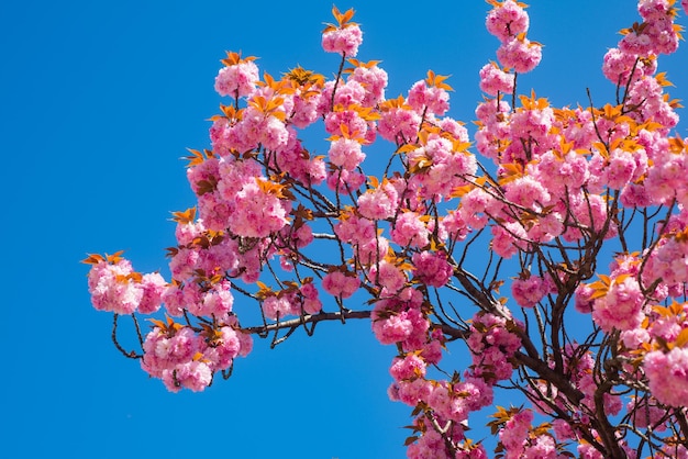 Sakura pink cherry blossom on blue sky background sakura pink flowers on sunny backdrop spring backg