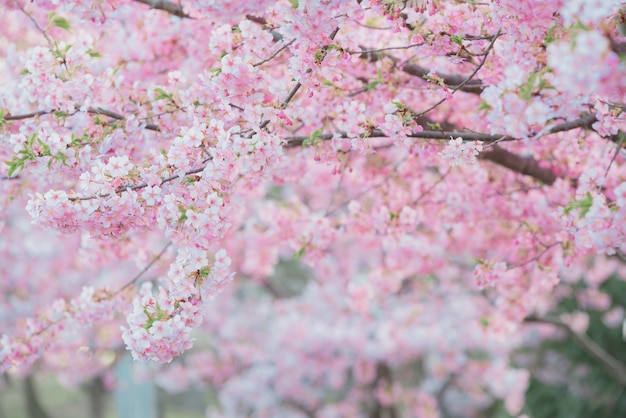 Sakura,pink cherry blossom in Japan on spring season.