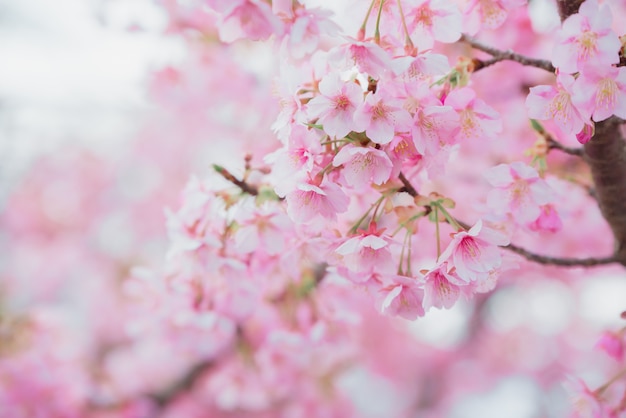 春の日本の桜、ピンクの桜。