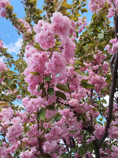 Photo sakura pink cherry blossom in spring