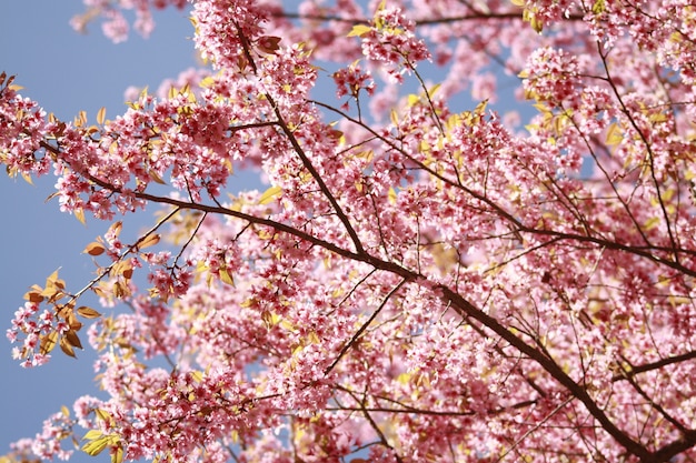 Sakura pink flower in thailand 