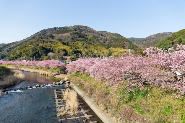 河津の桜と川